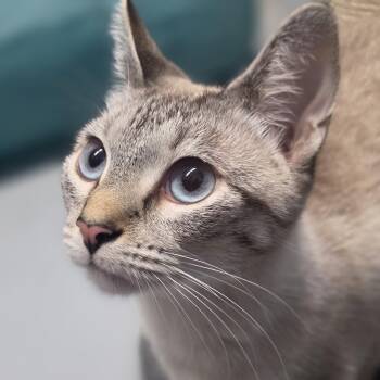 Clue -  Siamese Cat for Adoption in Lowell, Arkansas - Clue | PetCurious