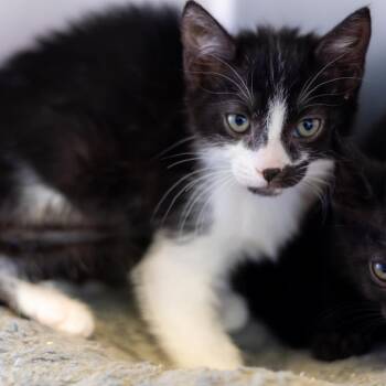 Domestic Short Hair Cats Available for Adoption - Dina | PetCurious