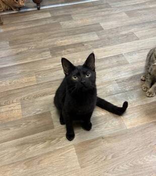 Rescue Tabby Cats for Adoption in Parlier, California - Kitten 26852 (Janice) | PetCurious