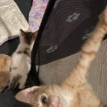 John Wayne (duke) -  Domestic Short Hair Cat for Adoption in Tampa, Florida - John Wayne (duke) | PetCurious