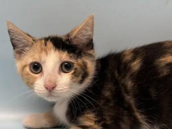 Bugs -  Domestic Short Hair Cat for Adoption in Golden Valley, Minnesota - Bugs | PetCurious