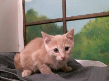 KIKI -  Domestic Short Hair Cat for Adoption in Houston, Texas - KIKI | PetCurious