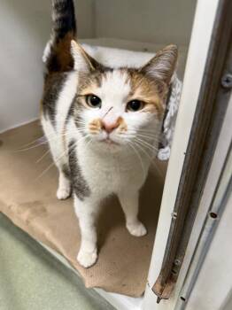 Domestic Short Hair Cats Available for Adoption in Boston, Massachusetts - PRINCESS | PetCurious