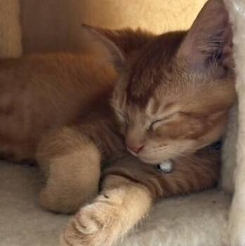 Divot -  Tabby and Domestic Short Hair Cat Available for Adoption in Richardson, Texas - Divot | PetCurious