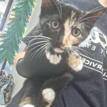 Georgia -  Domestic Short Hair Cat for Adoption in Lufkin, Texas - Georgia | PetCurious