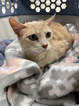 Domestic Short Hair Cats Available for Adoption in Covington, Louisiana - Persimmon | PetCurious