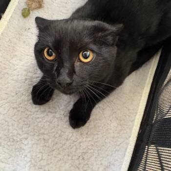 Rescue Domestic Short Hair Cats for Adoption in Goleta, California - Clyde | PetCurious