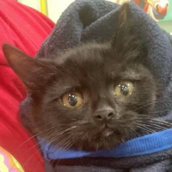 Moe -  Domestic Short Hair Cat for Adoption in Cincinnati, Ohio - Moe | PetCurious