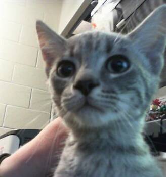 A1266216 -  Domestic Short Hair Cat for Adoption in Charlotte, North Carolina - A1266216 | PetCurious
