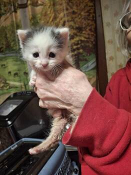 Domestic Short Hair Cats Available for Adoption - Toby B. | PetCurious