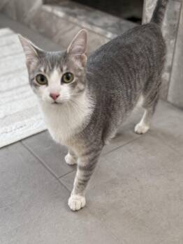 Domestic Short Hair Cats Available for Adoption - Rosie (25-172 C) | PetCurious