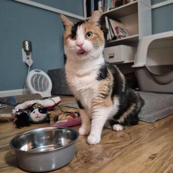 Domestic Short Hair Cats Available for Adoption - Valerie | PetCurious