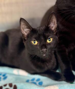 Domestic Short Hair Cats Available for Adoption - Hannah | PetCurious
