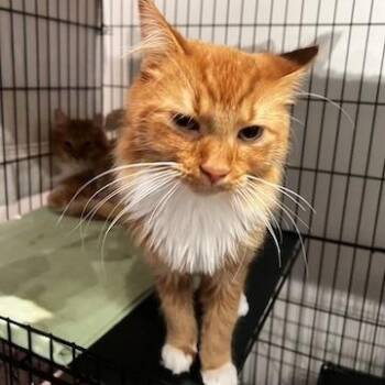 George -  Domestic Medium Hair Cat for Adoption in Minneapolis, Minnesota - George | PetCurious