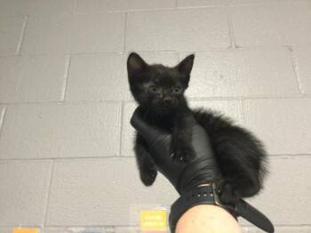 HANK -  Domestic Short Hair Cat for Adoption in Thousand Palms, California - HANK | PetCurious