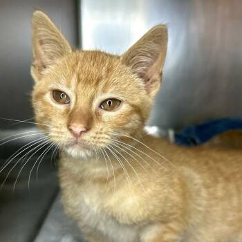 Beluga -  Domestic Short Hair Cat for Adoption in Matteson, Illinois - Beluga | PetCurious