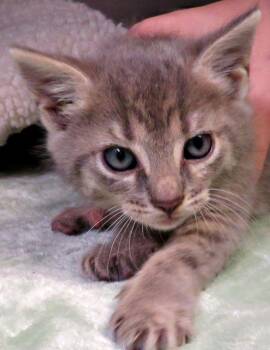 Lexa -  Domestic Short Hair Cat for Adoption in Lexington, Virginia - Lexa | PetCurious