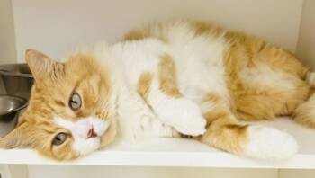 Rescue Domestic Medium Hair and Domestic Short Hair Cats for Adoption in Savannah, Georgia - Red (FeLV+) | PetCurious