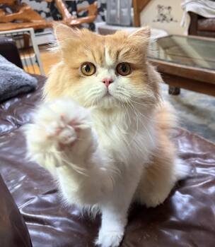 Louis Vuitton -  Persian Cat for Adoption in Palmetto Bay, Florida - Louis Vuitton | PetCurious