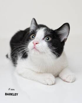 Barkley -  Domestic Short Hair Cat for Adoption in Boone, Iowa - Barkley | PetCurious