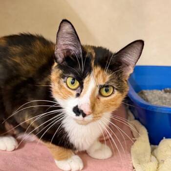 CINNA -  Domestic Short Hair Cat for Adoption in Battle Creek, Michigan - CINNA | PetCurious