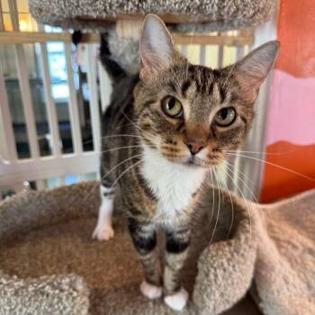 Domestic Short Hair Cats Available for Adoption in Mount Vernon, Illinois - Lisa Frank | PetCurious