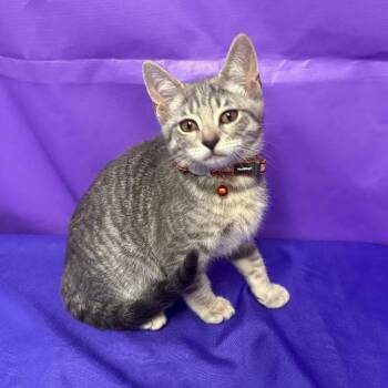 Soju -  Domestic Medium Hair Cat for Adoption in North Myrtle Beach, South Carolina - Soju | PetCurious