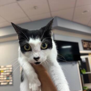 Mrs. Kitty -  Domestic Short Hair Cat for Adoption in Port Charlotte, Florida - Mrs. Kitty | PetCurious