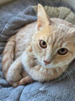Clyde -  Domestic Short Hair Cat for Adoption in Lewisburg, Tennessee - Clyde | PetCurious