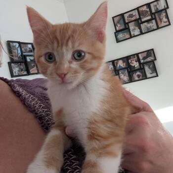 Domestic Short Hair Cats Available for Adoption in Vacaville, California - Tomas | PetCurious