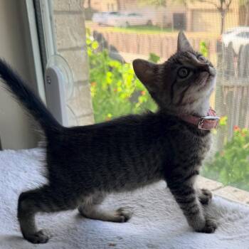 Quil Ink 18 -  Domestic Short Hair Cat for Adoption in Austin, Texas - Quil Ink 18 | PetCurious