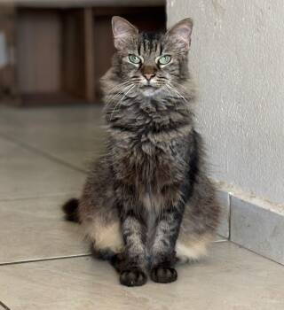 Domestic Medium Hair Cats Available for Adoption in San Juan, San Juan - Tily | PetCurious