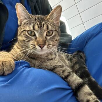 Scone -  Domestic Short Hair Cat for Adoption in Cedar Rapids, Iowa - Scone | PetCurious