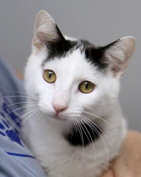 Bo (AO37258) -  Domestic Short Hair Cat for Adoption in Kansas City, Kansas - Bo (AO37258) | PetCurious
