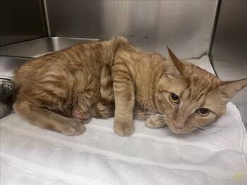 Domestic Short Hair Cats Available for Adoption in Santa Fe, New Mexico - BUSTER | PetCurious