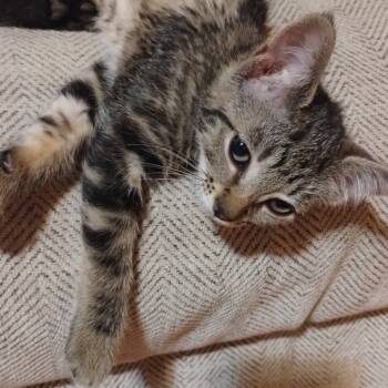 Rescue Domestic Short Hair Cats for Adoption in Ferndale, Washington - Ozzie | PetCurious