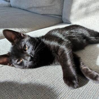 Oogie Boogie -  Domestic Medium Hair Cat for Adoption in Kenai, Alaska - Oogie Boogie | PetCurious