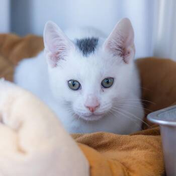 Oberon -  Domestic Short Hair Cat for Adoption - Oberon | PetCurious