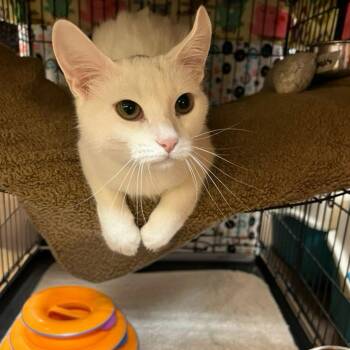 Yuki -  Domestic Short Hair Cat Available for Adoption in Blasdell, New York - Yuki | PetCurious