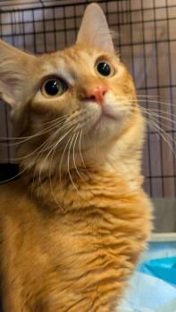 Rescue Domestic Medium Hair Cats for Adoption in New York, New York - Orange Julius | PetCurious