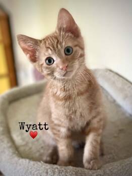 Wyatt -  Domestic Short Hair Cat for Adoption in Dansville, New York - Wyatt | PetCurious