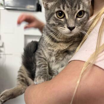 Muffin -  Domestic Short Hair Cat for Adoption in Lemont, Illinois - Muffin | PetCurious