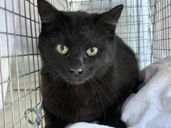 Domestic Short Hair Cats Available for Adoption - ARROW 1 | PetCurious