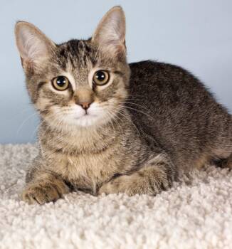 Wile E -  Domestic Short Hair Cat for Adoption in Gilbert, Arizona - Wile E | PetCurious