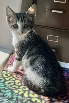 Summer -  Domestic Short Hair Cat for Adoption in Beaverton, Oregon - Summer | PetCurious