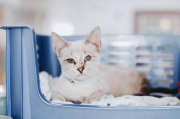 94551a Nora -  Domestic Short Hair Cat for Adoption in North Charleston, South Carolina - 94551a Nora | PetCurious