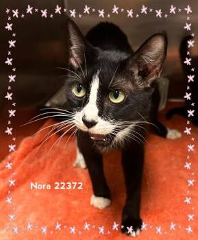 NORA -  Domestic Short Hair Cat for Adoption in Marietta, Georgia - NORA | PetCurious