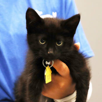 Rescue Domestic Short Hair Cats for Adoption in Port Washington, New York - Dot | PetCurious