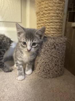 Domestic Long Hair and Tabby Cats Available for Adoption in Ringwood, New Jersey - Fluffy Kittens- 6 In Litter | PetCurious
