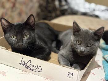 Kit and Dennis -  Domestic Short Hair Cat for Adoption in Seattle, Washington - Kit And Dennis | PetCurious